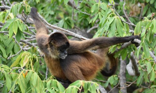 Espagnol & Culture – Nicaragua